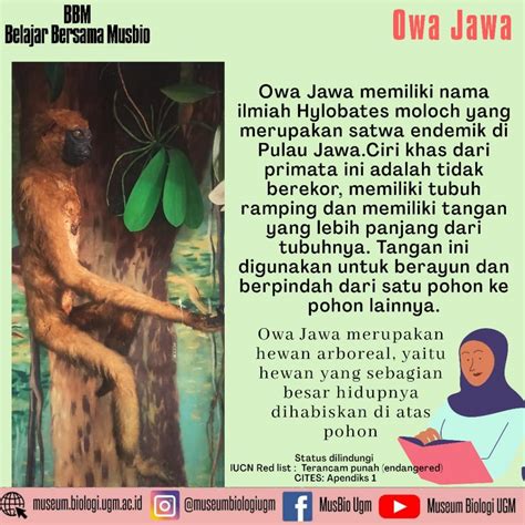 owa.pnm.co id|Owa jawa .